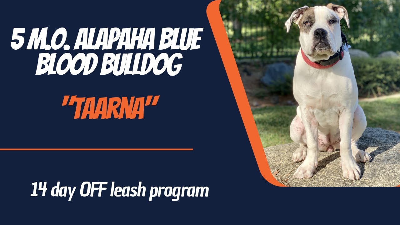 ALAPAHA BLUE BLOOD BULLDOG / DOG TRAINING