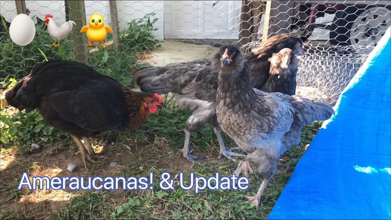 Blue Ameraucana & Chickens Update