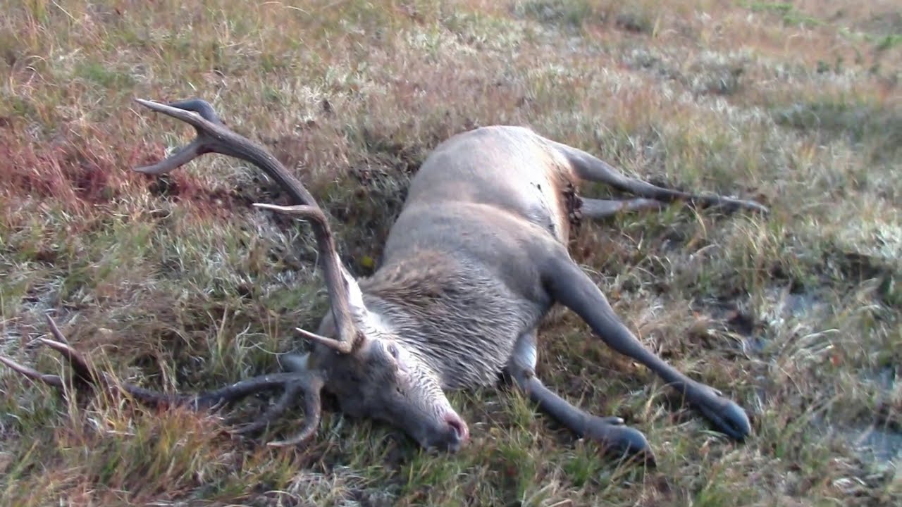 Hjortejakt - BrunstJakt p&aring; Hjort / Br&oslash;lendes Kronhjort