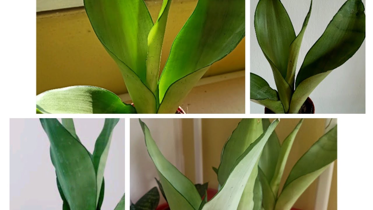 How to Keep Sansevieria Moonshine Healthy and Beautiful