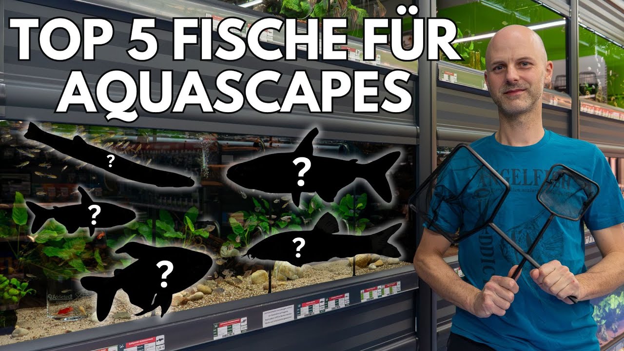 Top 5 Fische f&uuml;r ein Aquascape? mit Kevin von @AQUAddicted