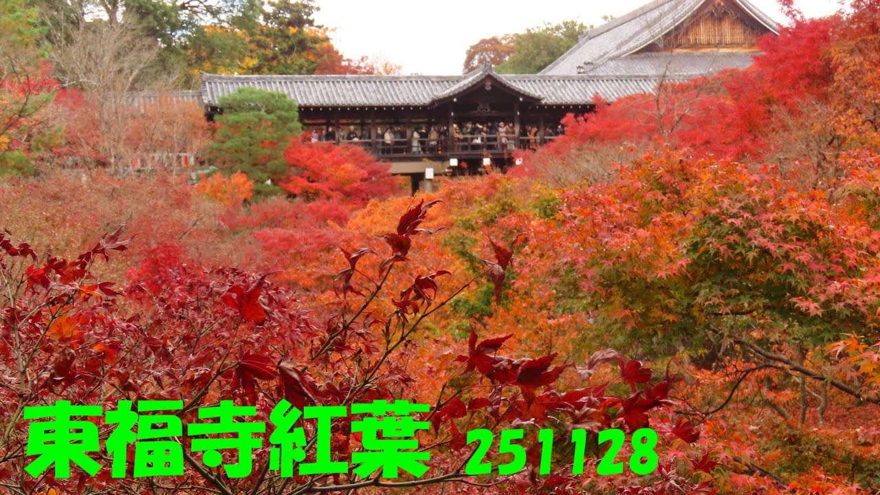 soukanonori 東福寺紅葉mov 251128