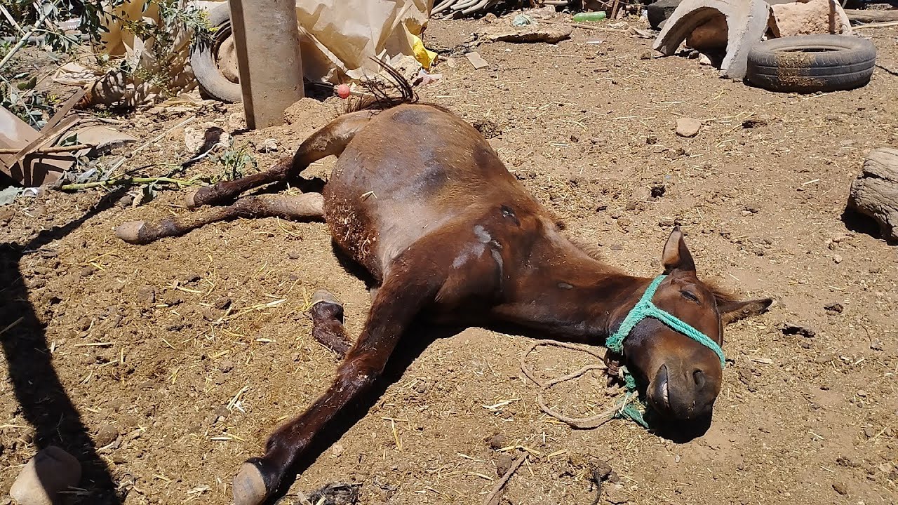 هد فيديو غادي توصلكم فيه ريحت البادية../كل نفس ذائقه الموت/ عزائنا واحد في أم المغاربة 😥