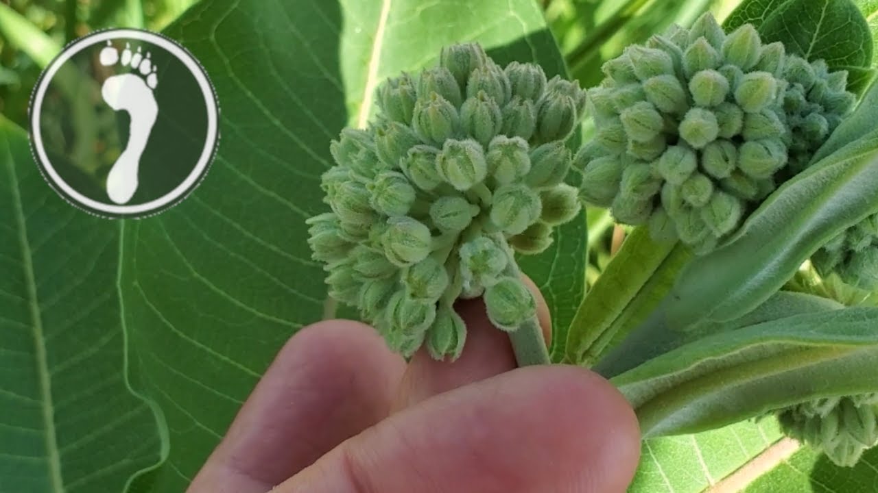 A Delicious Wild Edible -- Milkweed Flower Buds