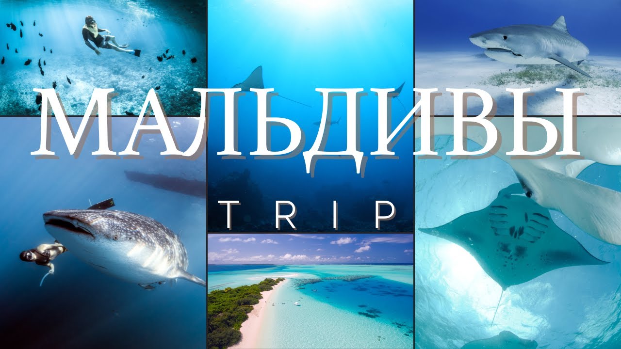 Мальдивы oстров Maafushi экскурсии к акулам, манты и многое другое #мальдивы #снорклинг #акулы