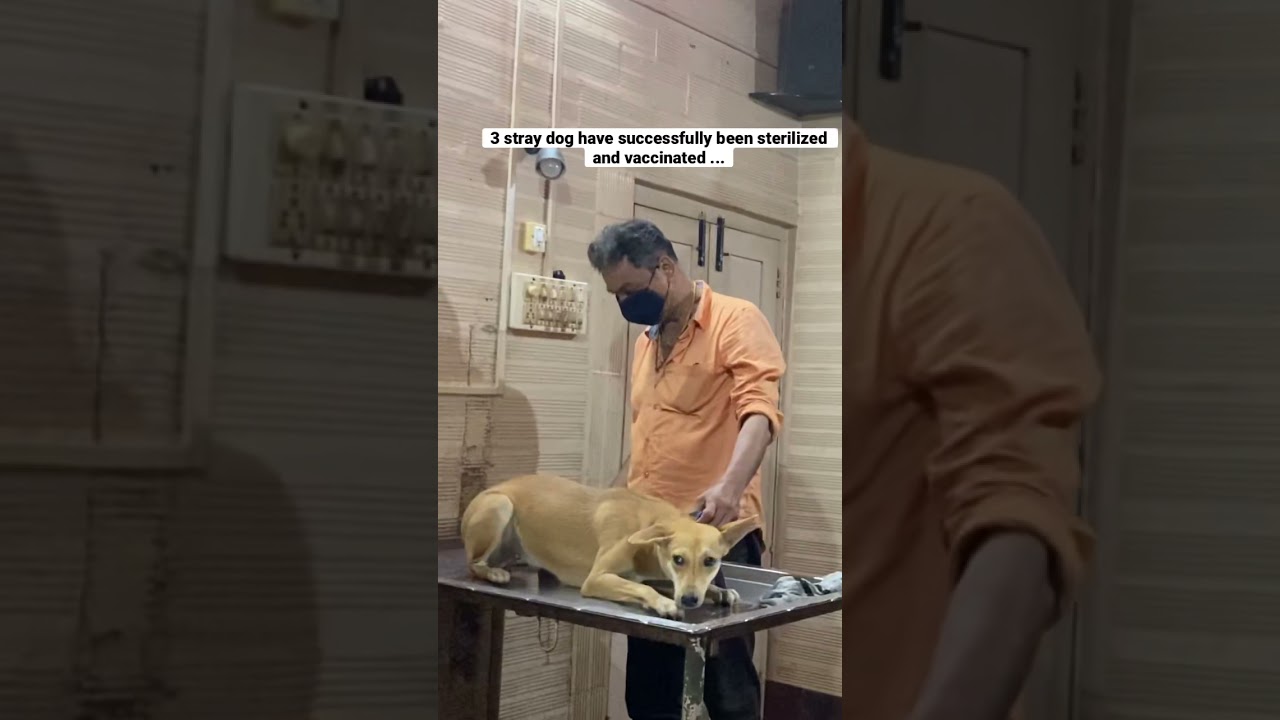 Stray female dogs successfully been sterilized