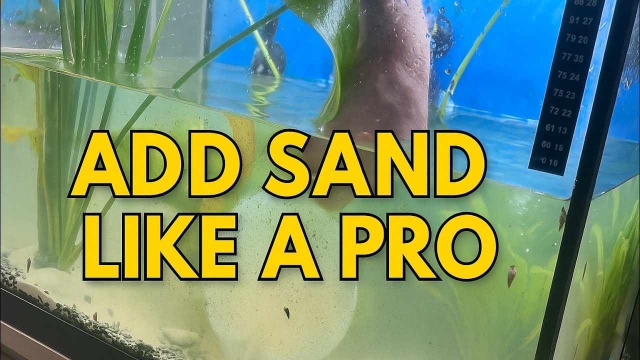 How to Add Sand to an Established Aquarium Without Clouding the Water