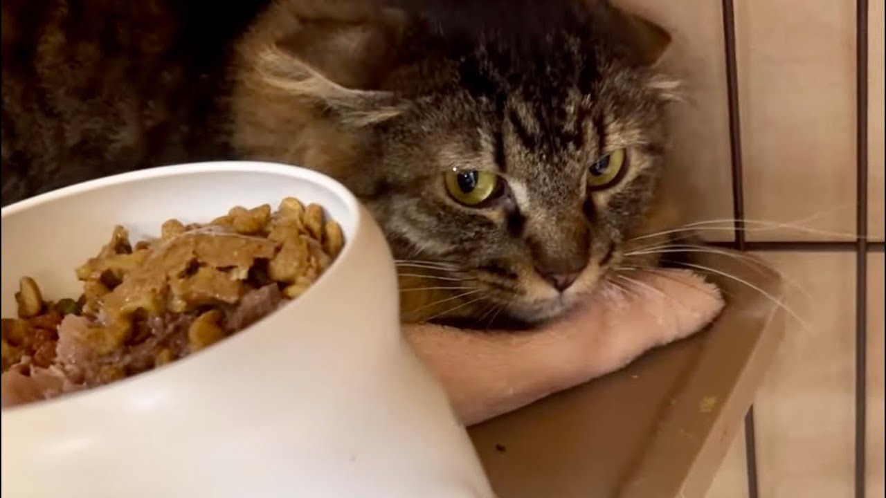 猫猫団😺ライブ配信！