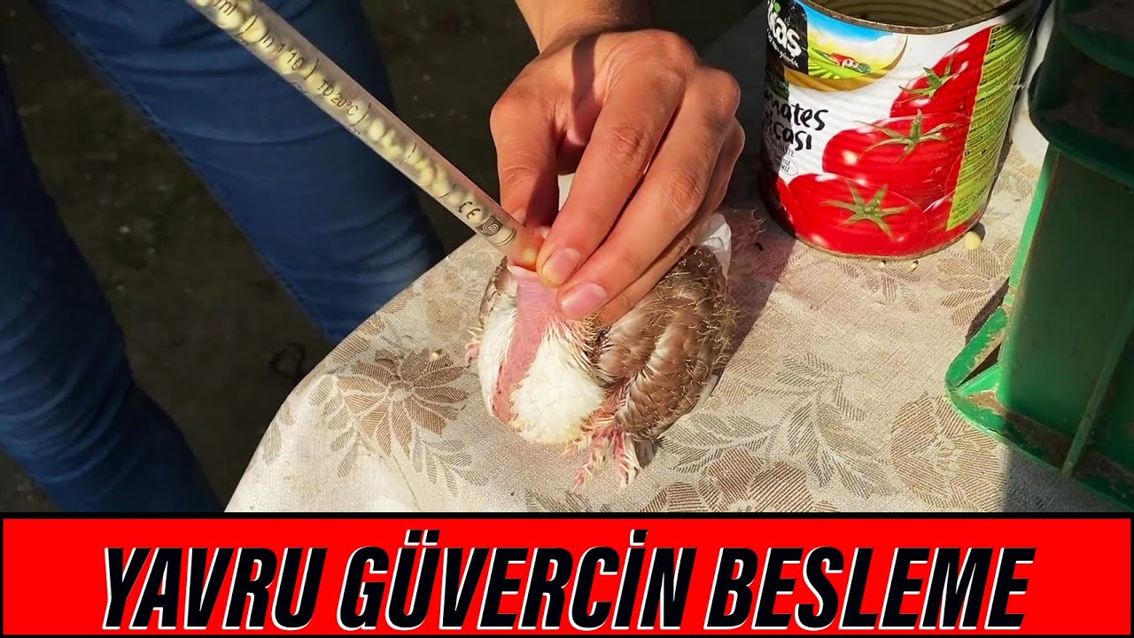 YAVRU BESLEME SORUNUNA KESİN ÇÖZÜM - YEM POMPASI KULLANIMI !!! #güvercin #yavrugüvercin
