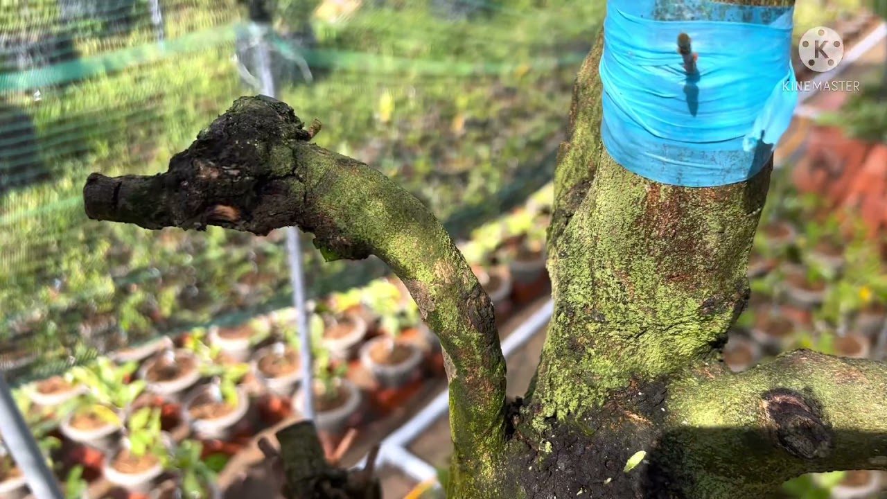 Cách ghép mai đóng thân đạt hiệu quả cao