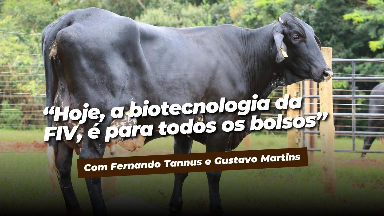Quanto custa uma Fertilização In Vitro FIV na pecuária