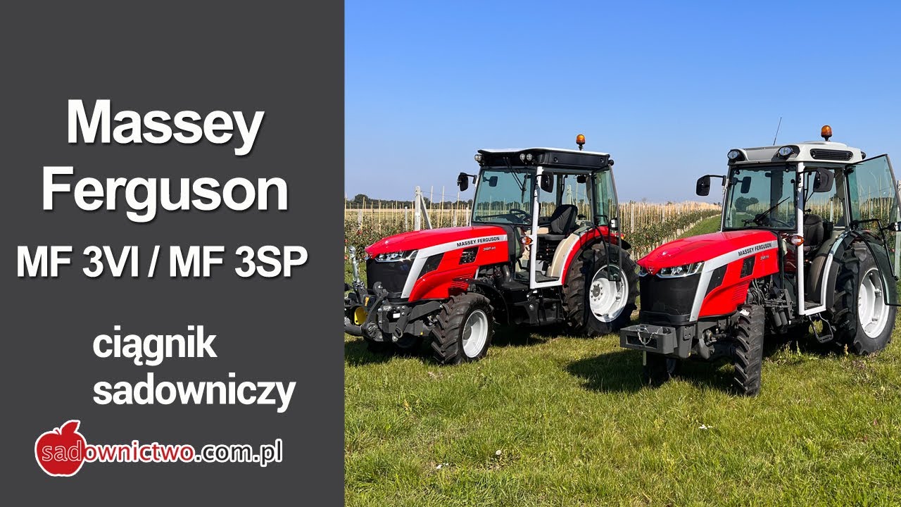 2 x Massey Ferguson  3SP oraz 3VI podczas zbiorów jabłek w sadzie !