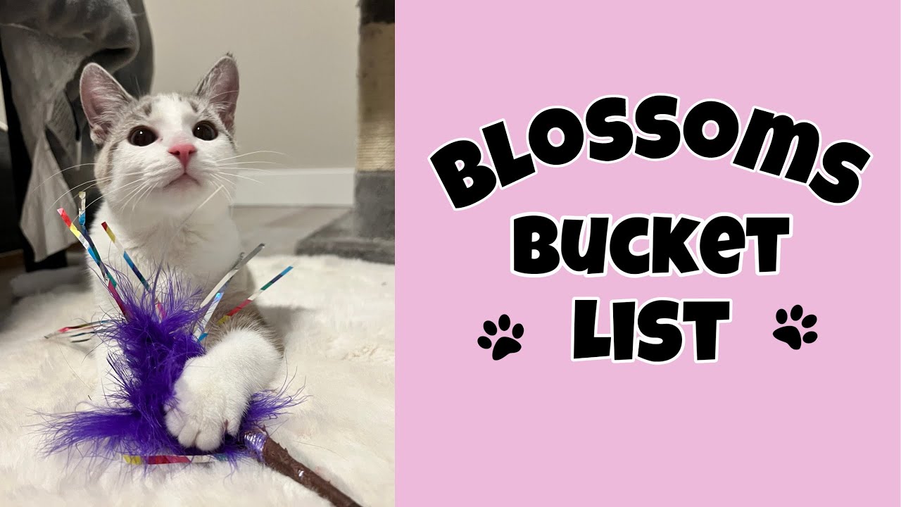 Welcome to Blossom’s Bucket List