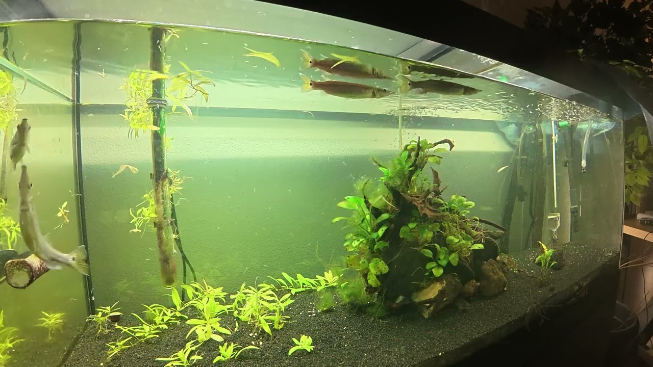 HUJETA TANK // Wasser wechsel und Pflanzen neu gesetzt // SPEED x4