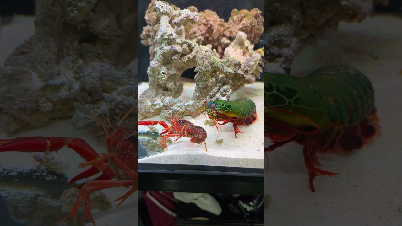 Underwater Gladiators: Mantis Shrimp vs. Crawfish Epic Battles