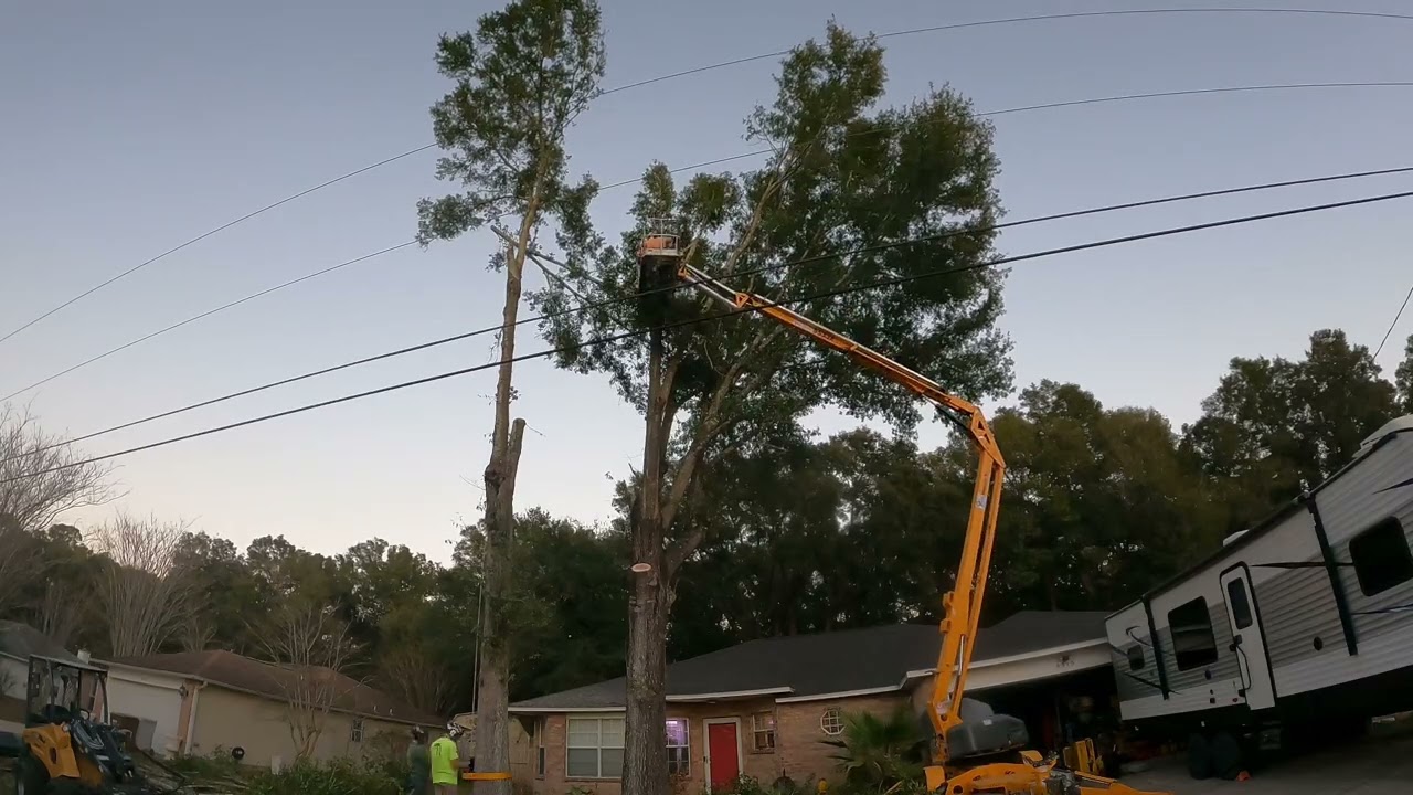 Triple Oak Removal