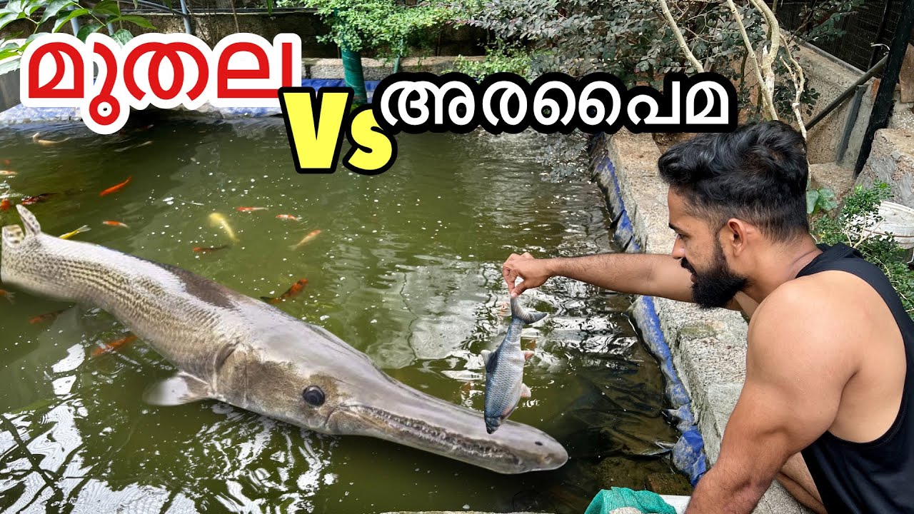 മുതലക്ക്‌ തിന്നാൻ 