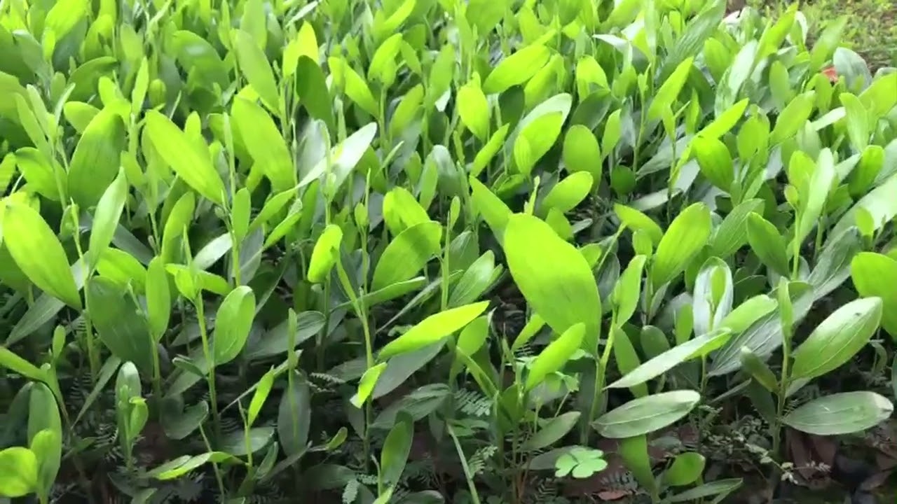 Tìm hiểu kỹ thuật ra bầu cây keo hạt lai tượng mục đích đảm bảo khi trồng sống lên đến 95%