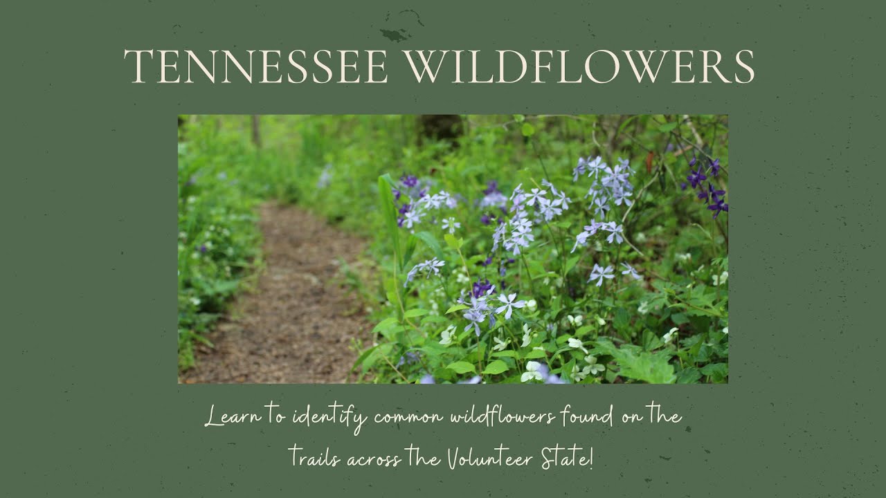 Virtual Tour of TN Wildflowers
