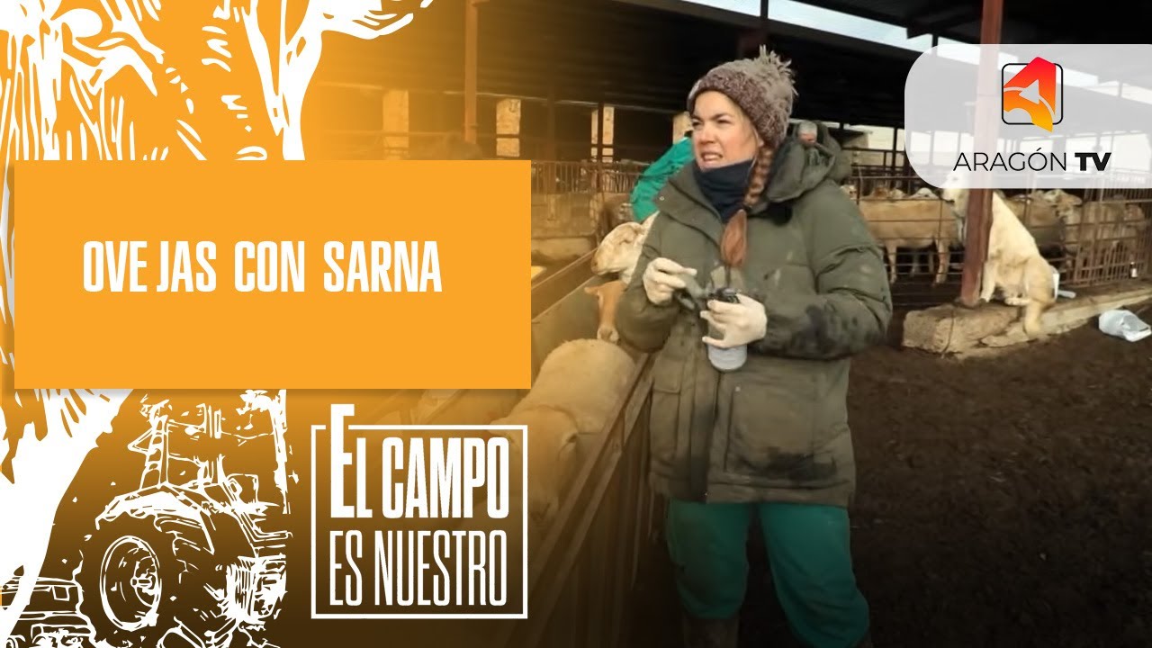 Ovejas con sarna