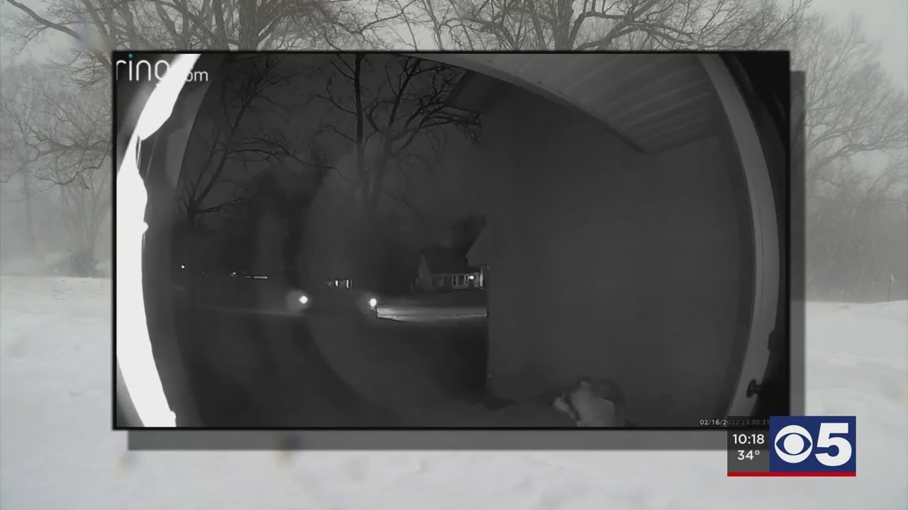 Homeward bound: Kansas City dog returns home after making 'great escape' from doggie daycare