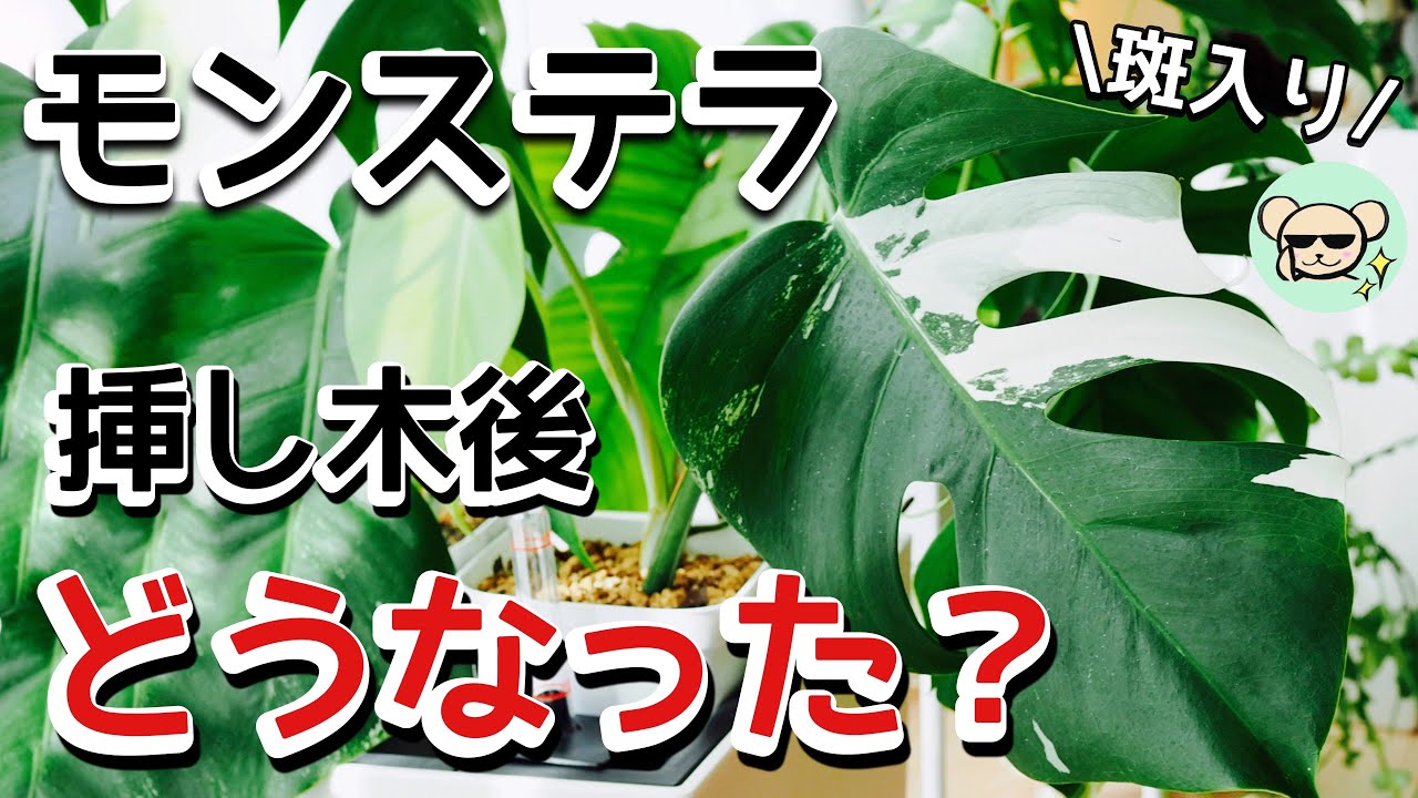 【斑入りモンステラ】挿し木から1ヶ月、どうなった？【新芽確認】