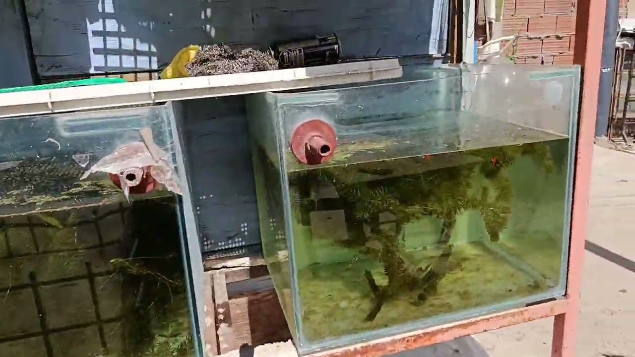 Guppy Dumbo red tail en el criadero 🥳