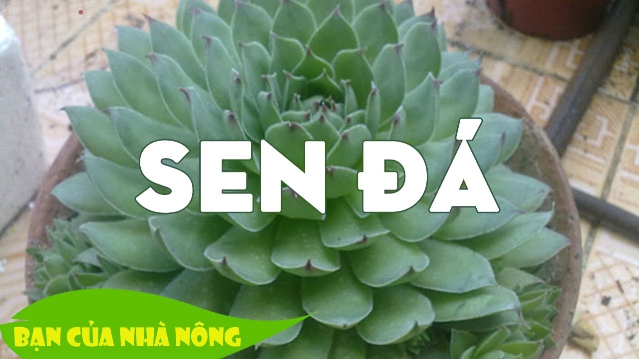 Kinh Nghiệm Quý Giúp Trồng Sen Đá Phát Triển Tốt 100%