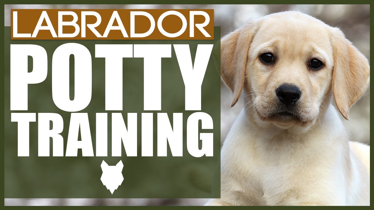 How To Potty Train Your LABRADOR