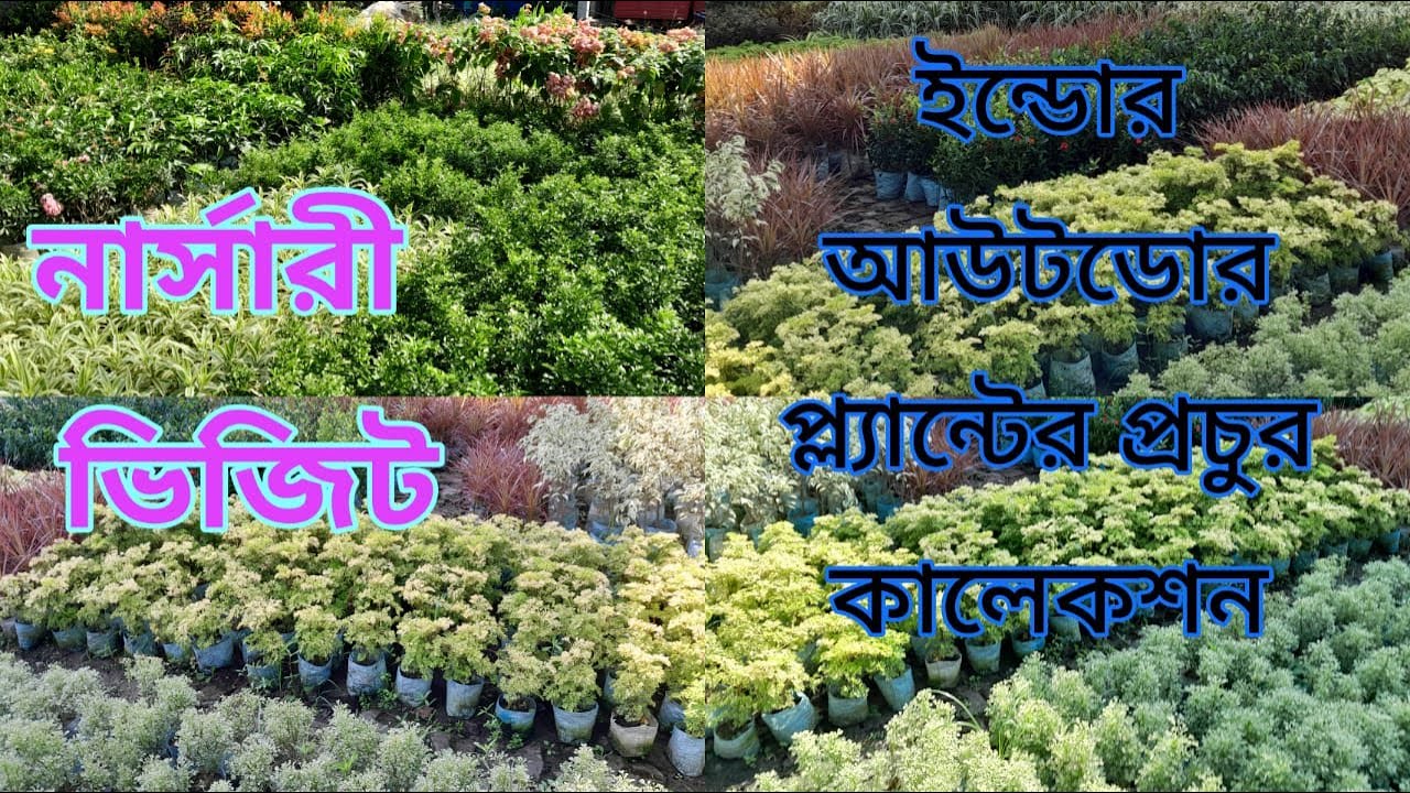 Indoor Outdoor Plants Nursery In Muchisa | Plants Name With Price List | South 24 Parganas |