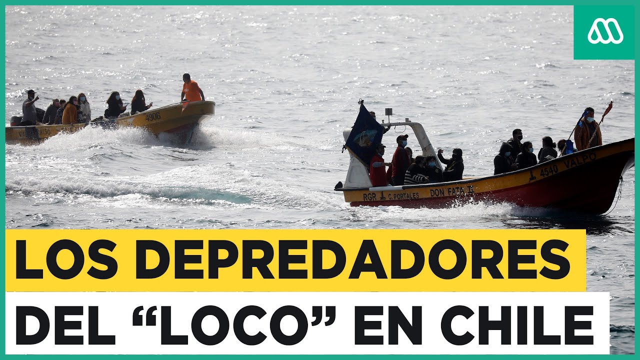 Los depredadores del "loco": La pesca ilegal que genera millones de pesos