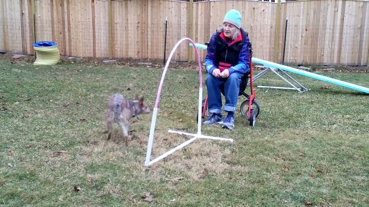 Beginning hoop and recall training