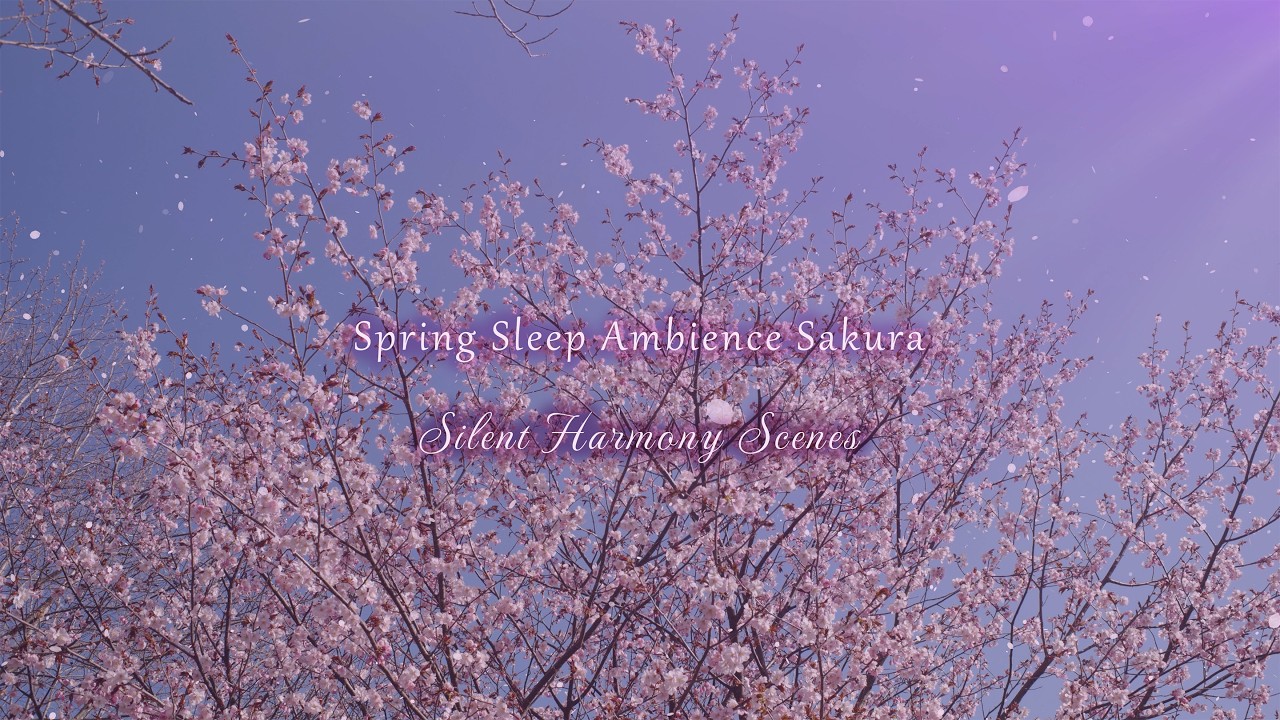 Cherry Blossoms and Violet Light - Peaceful Spring Ambient Video for Sleep and Relaxation