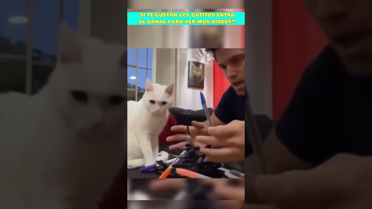 GATOS ROMPEINDO COSAS Y HACIENDO LIO EN LAS CASAS #shorts