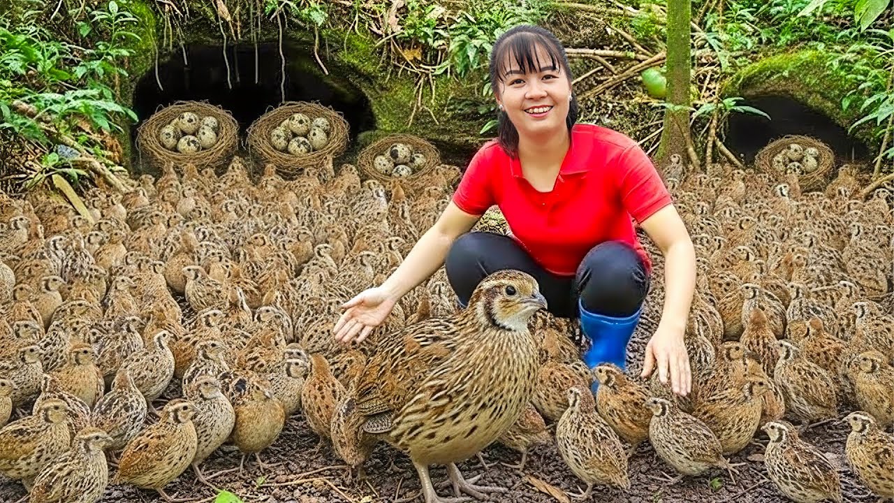 TIMELAPSE -- Harvesting Wild Quails by a Forest Stream & Goes Market to Sell – Survival Life
