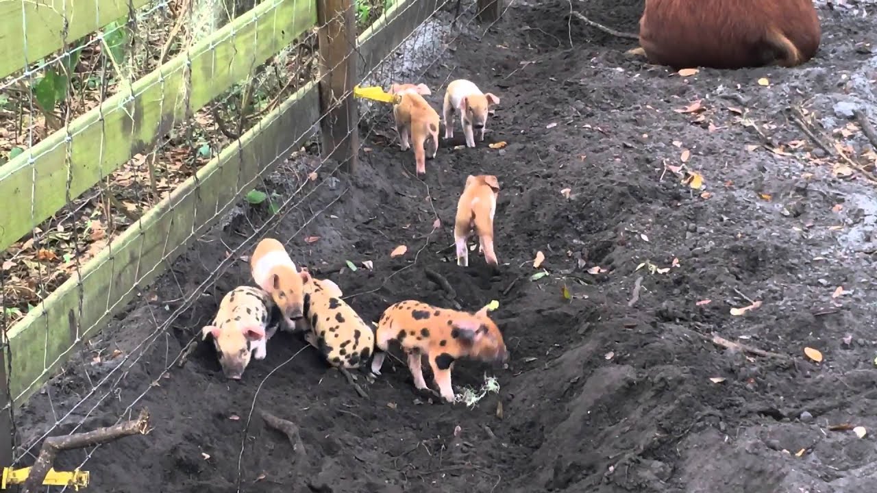 Piglets playing