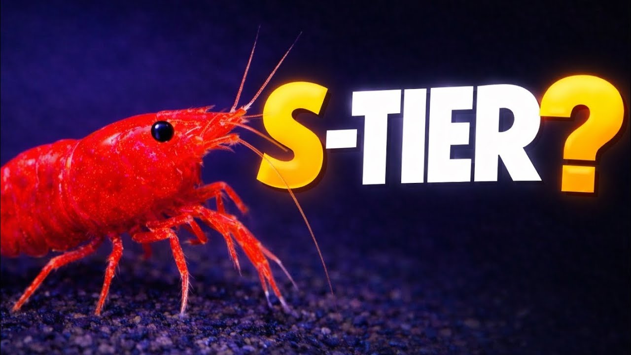 The Best and Worst Aquarium Shrimp (Tier List)