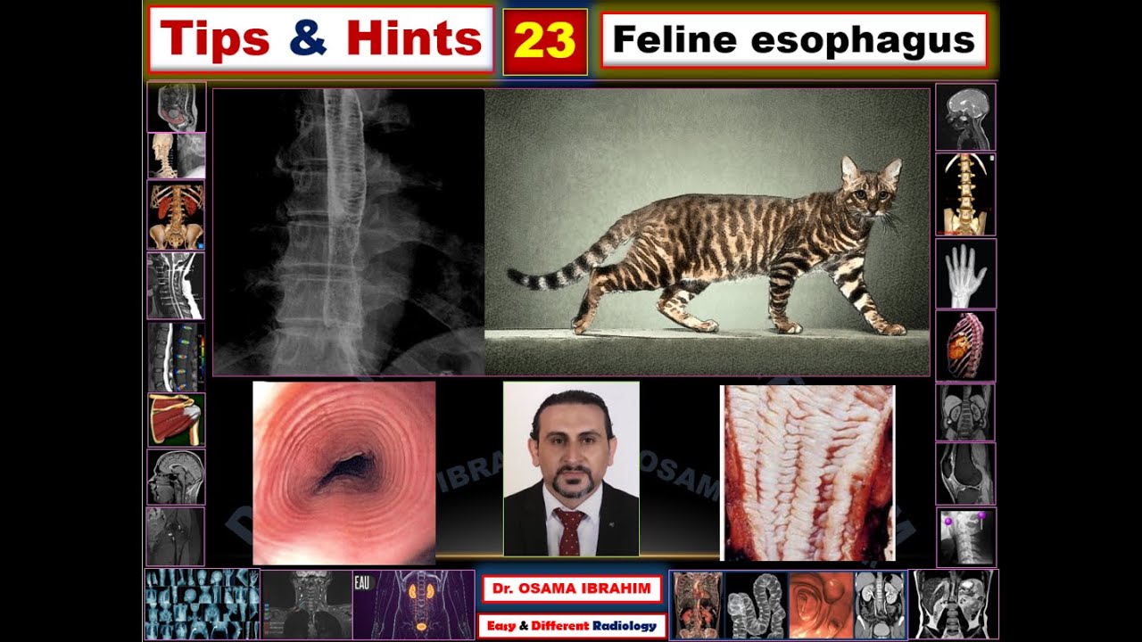 Feline esophagus (Tips & Hints 23)