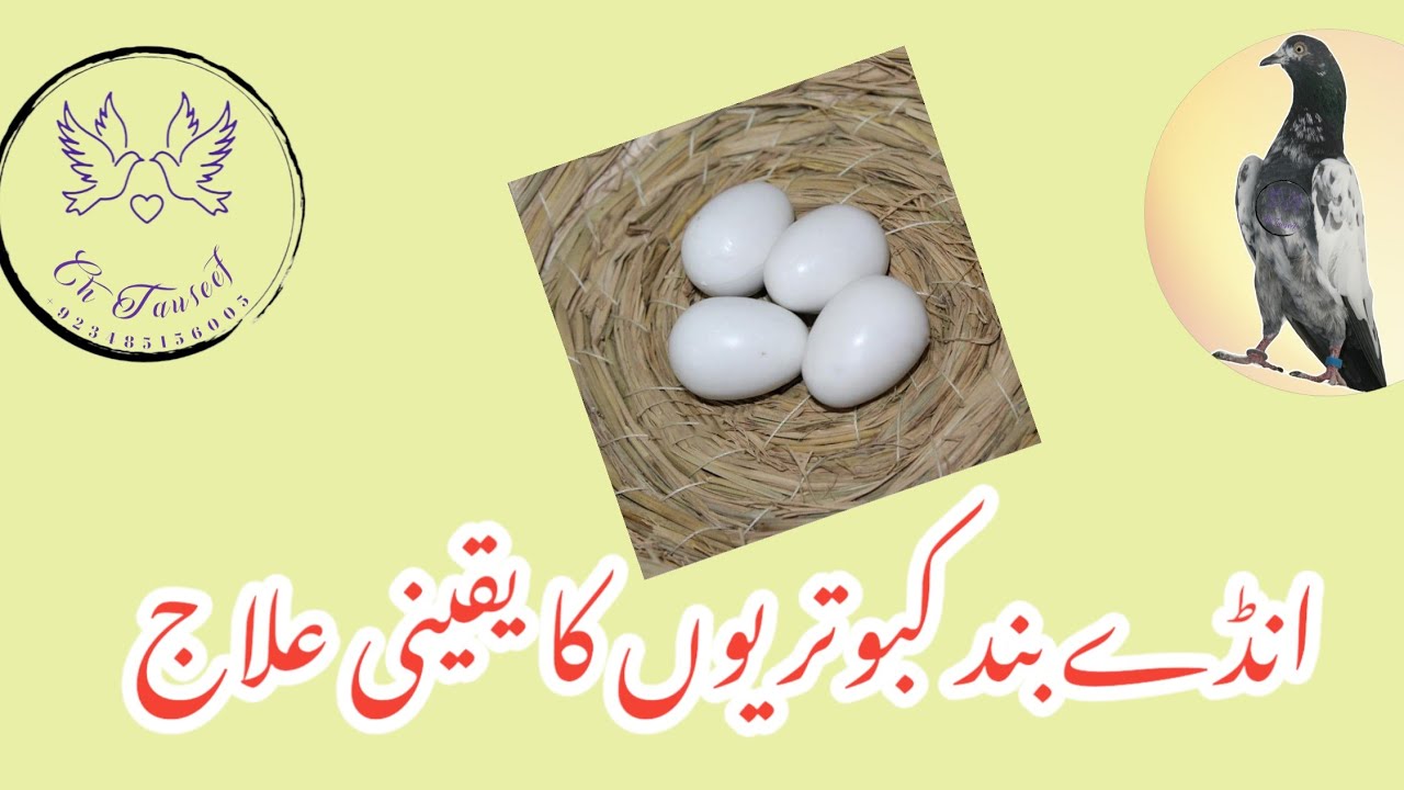 FEMALE PIGEON EGG LAYING PROBLEM| ANDAY BAND KABUTRIYON KA ILAJ | انڈے بند کبوتریوں کا علاج