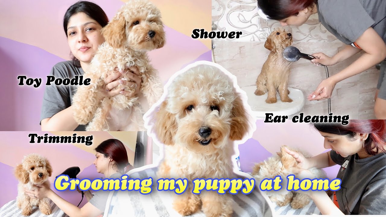 *CUTE* Grooming My Toy Poodle At Home😍 #Vlogmas02