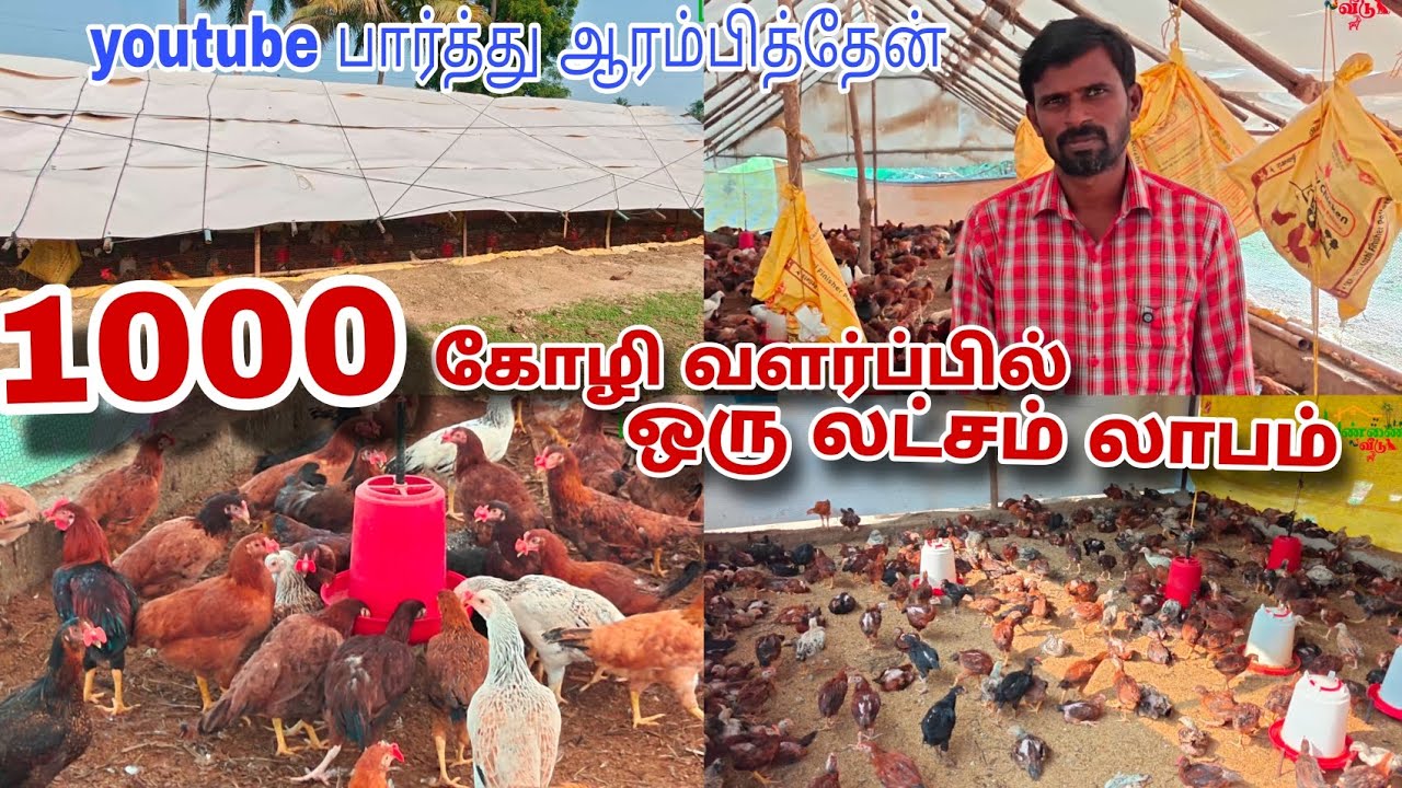 🔥 அசில் கோழி வளர்ப்பில் 1 லட்சம் லாபம் 💢 9940818944 #pannaiveedu 