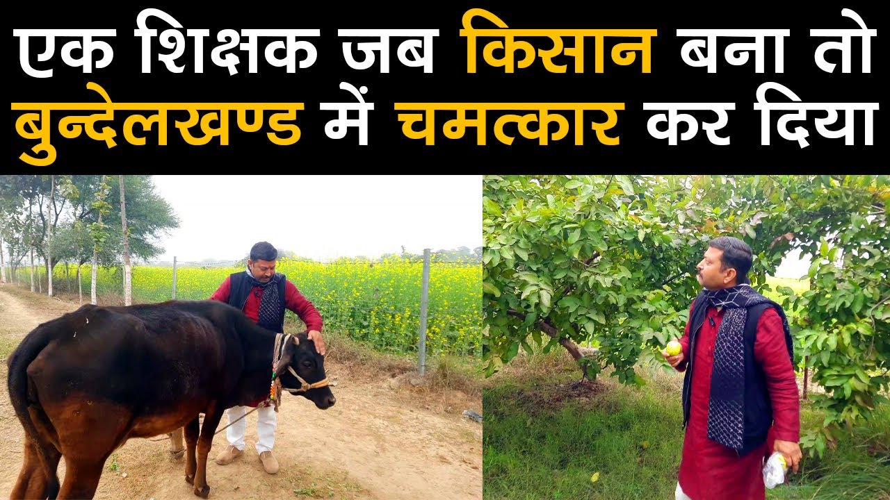#Bundelkhandi #Teacher से  सीखे #TechnicalFarming. (#banda #agriculture #bundelkhand #farmer)