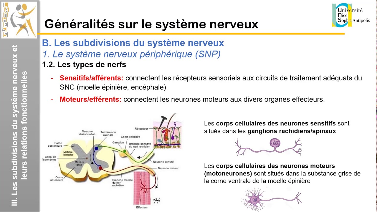 I. Généralités sur le système nerveux: Les fonctions et subdivisions du système nerveux
