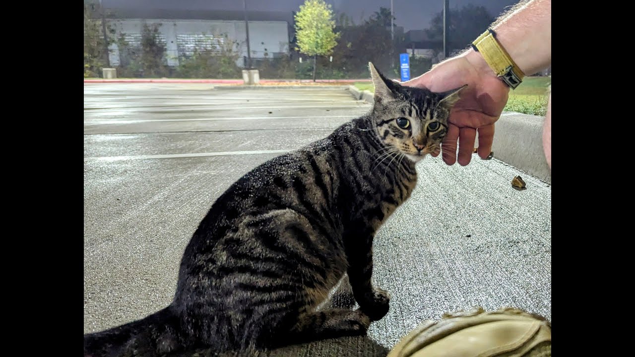 FERAL CATS - MAKING PROGRESS
