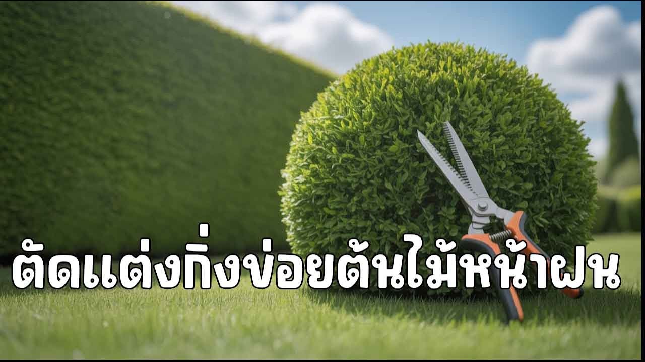 ตัดแต่งรั้วต้นข่อยให้สวยงามง่ายๆ!