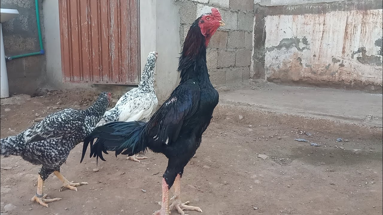 Beautiful kingshamo set#beautiful #viralvideo #vlog #birds #foryou #yiutubeshort
