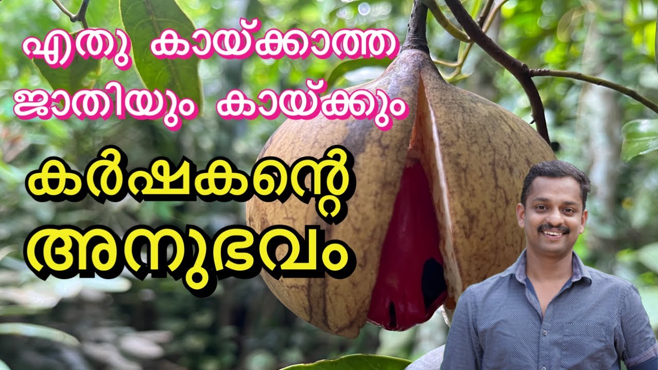 ജാതി കൃഷിക്ക് വിളവ് വർദ്ധിപ്പിക്കാൻ വളം #Fertilizer for Nutmeg # organic fertilizer for nutmug #kl