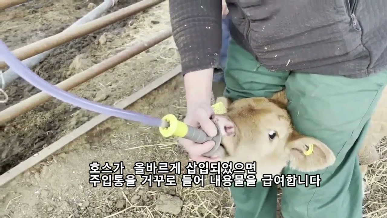 송아지초유 전해질 주입기 투입기 투여기 카테터 영상