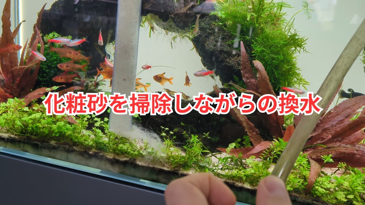 化粧砂を掃除しながら換水する方法を解説します！