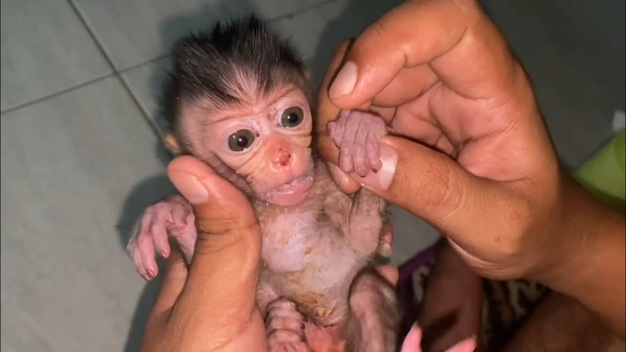 NEWBORN BABY MONKEY CALLING FOR HIS MOTHER, HE IS SCAR3D AND HUNGRY